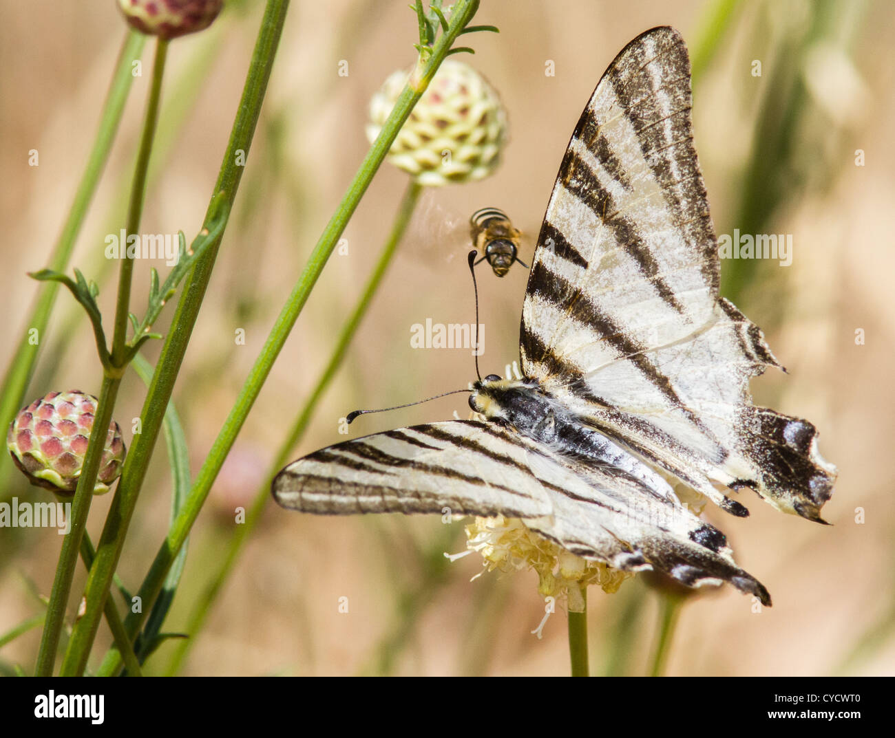 Knappen Schwalbenschwanz Schmetterling Iphiclides Podalirius mit seiner Tiger gestreifte Flügelmuster Fütterung mit damit verbundenen Biene Frankreich Stockfoto