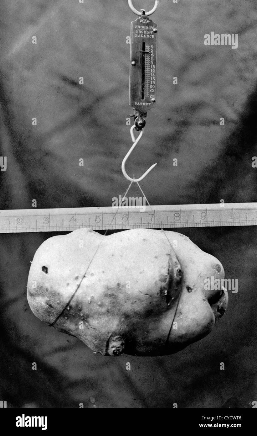 1900 schwerste Kartoffel Wettbewerb bei einer Show. Die Kartoffeln ist fast 8 cm lang und wiegt 3 kg. Foto Foto auf einer echten Postkarte. Stockfoto