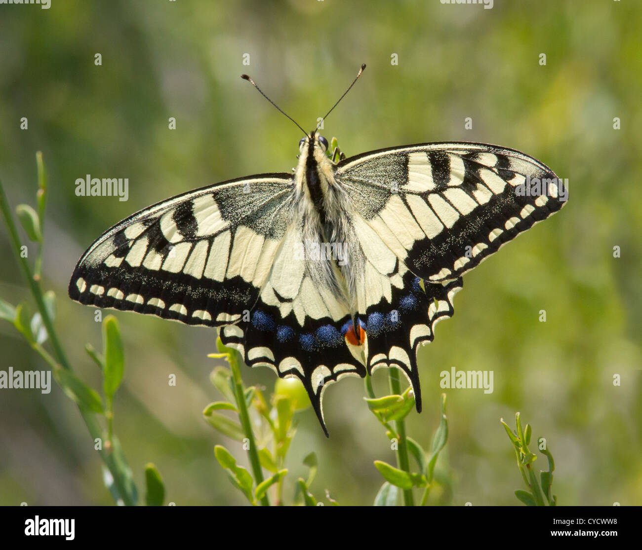 Schwalbenschwanz Schmetterling Papilio Machaon Frankreich Stockfoto