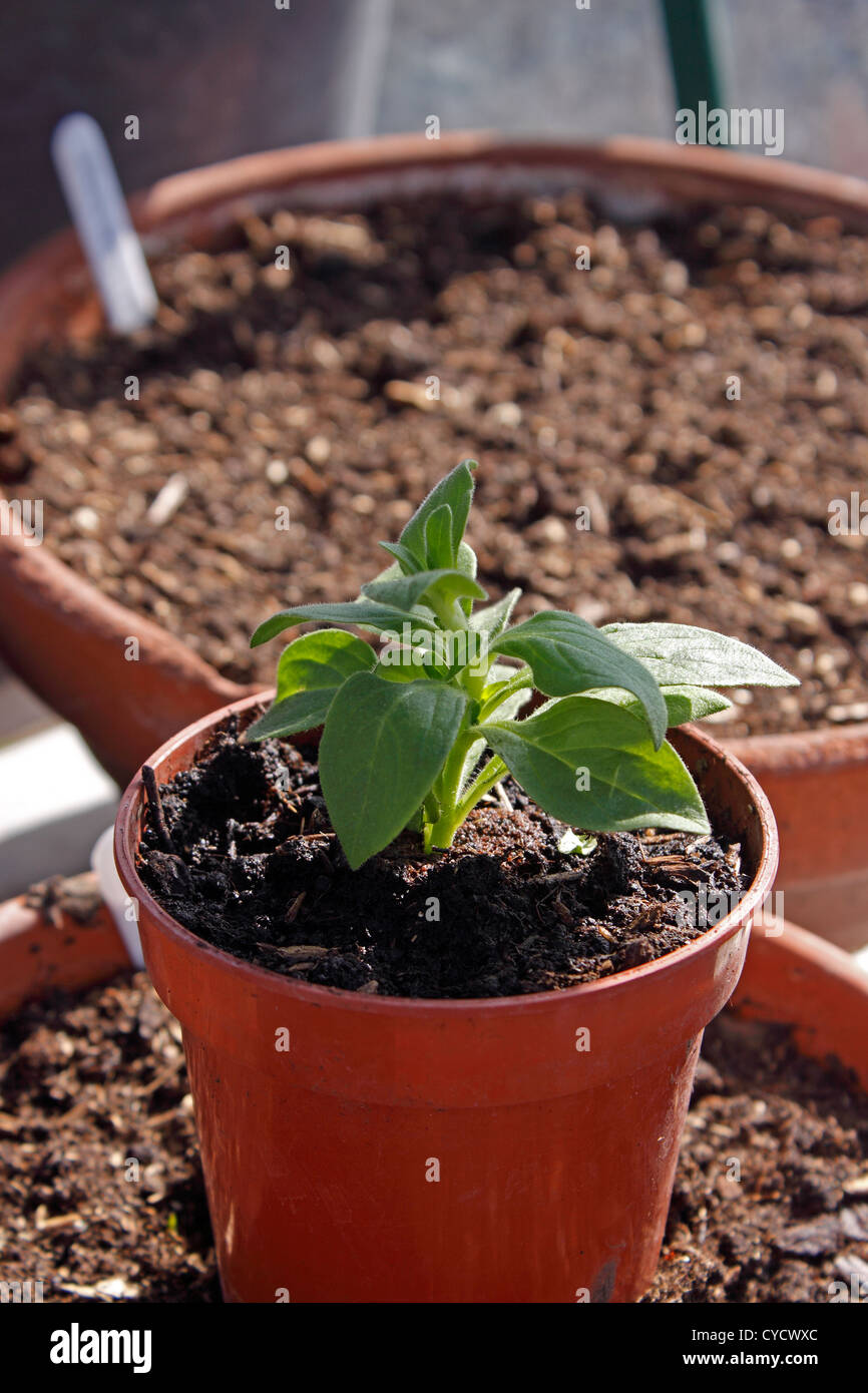 PETUNIEN PLUG TOPFPFLANZEN IM ZEITIGEN FRÜHJAHR. VEREINIGTES KÖNIGREICH. Stockfoto