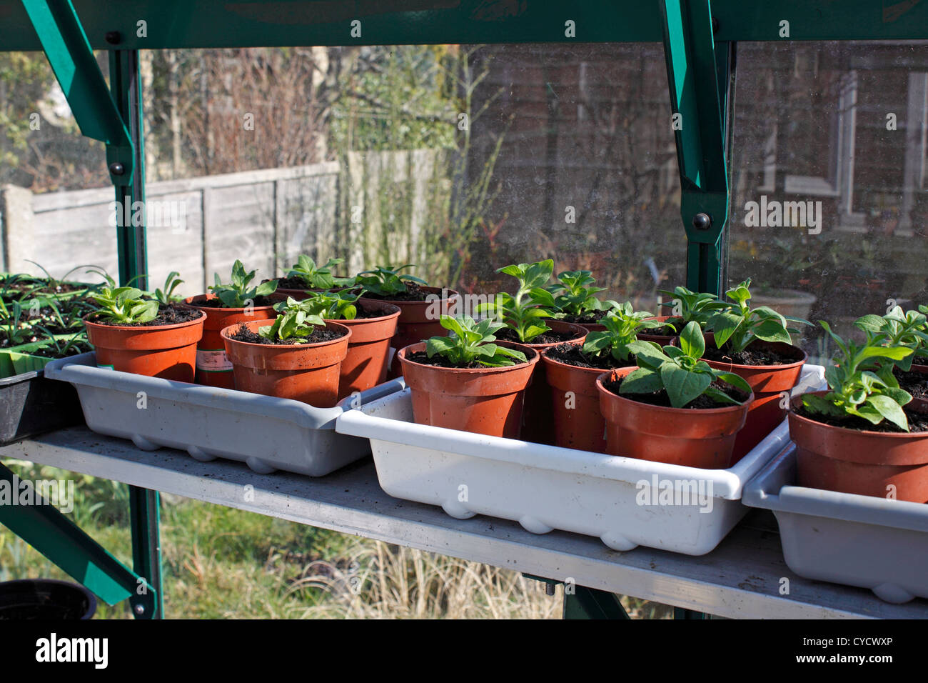 PETUNIEN PLUG TOPFPFLANZEN IM ZEITIGEN FRÜHJAHR. VEREINIGTES KÖNIGREICH. Stockfoto