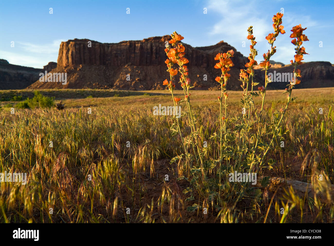 Wildblumen auf einer Wiese in Indian Creek Klettergebiet, Utah. Katze-Wand im Hintergrund. Stockfoto