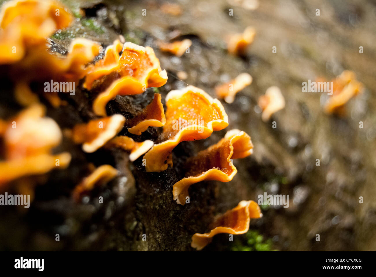 Ein Pilz wächst auf einer verfallenden Redwood-Baum. Stockfoto