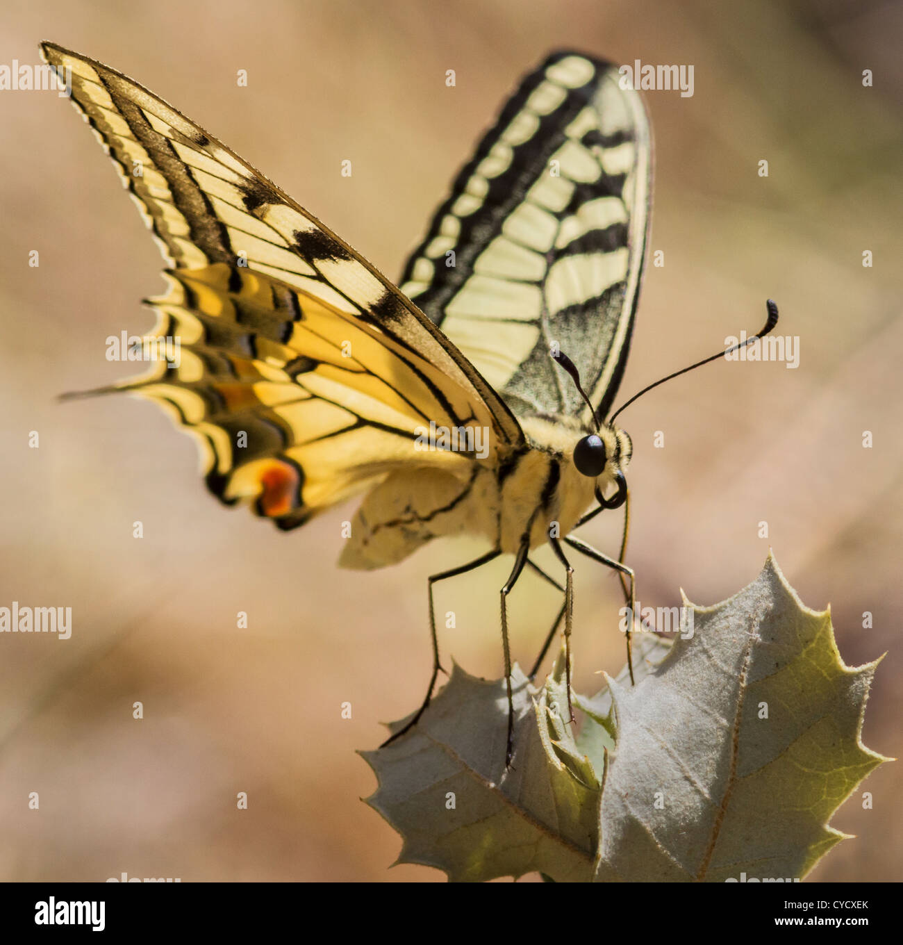 Seitenansicht der Schwalbenschwanz Schmetterling Papilio Machaon Frankreich thront auf den Blättern der Stechpalme Stockfoto