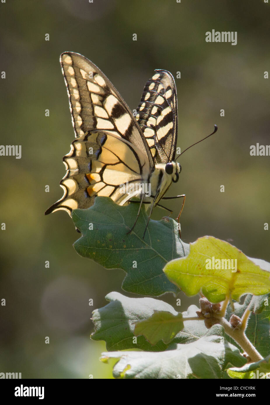 Schwalbenschwanz Schmetterling Papilio Machaon Frankreich Stockfoto
