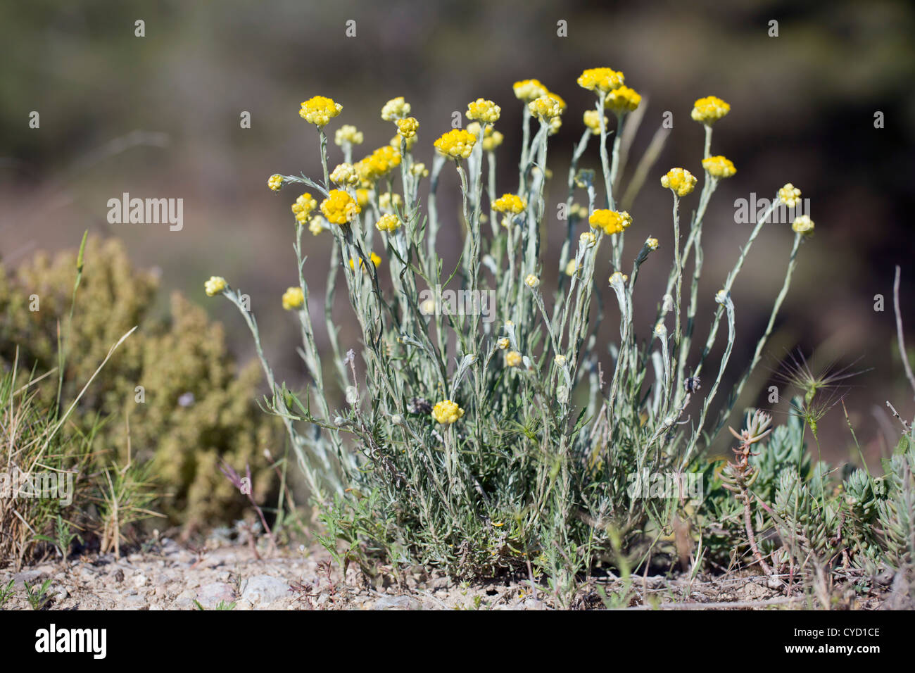 Stinkender ewig; Helichrysum Foetidum; Pyrenäen; Spanien Stockfoto