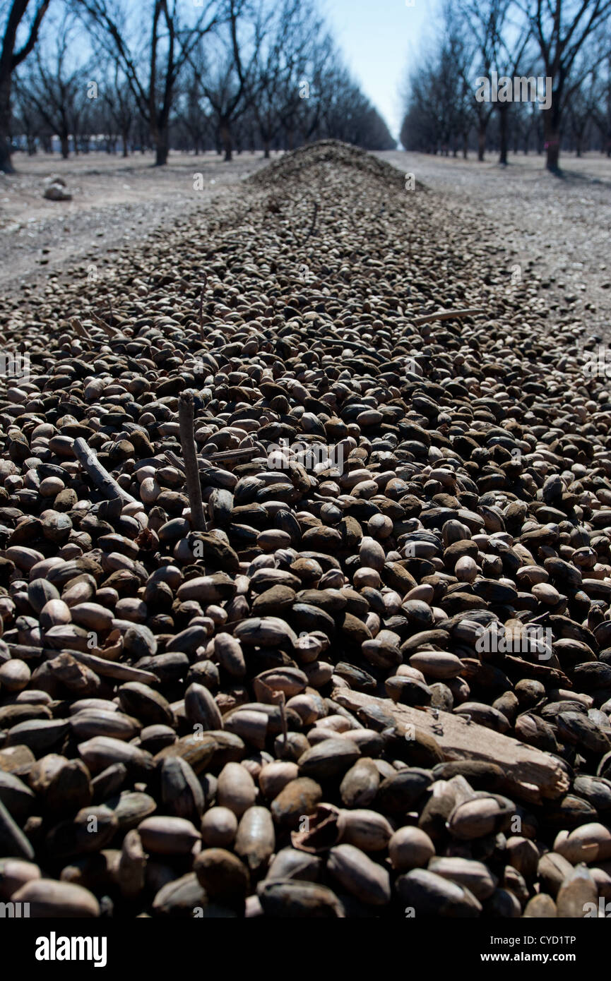 Pekannüsse während der Ernte in einem südlichen New Mexico-Obstgarten Stockfoto