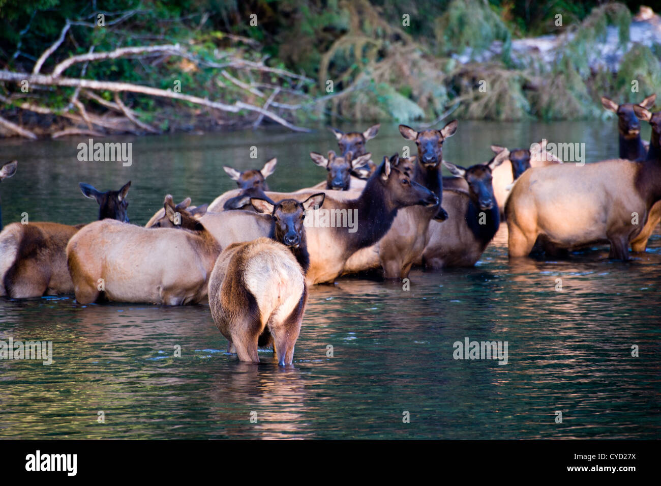 Eine Herde von Elche überqueren ein Flusses in Olympic Nationalpark, Washington State, USA. Stockfoto