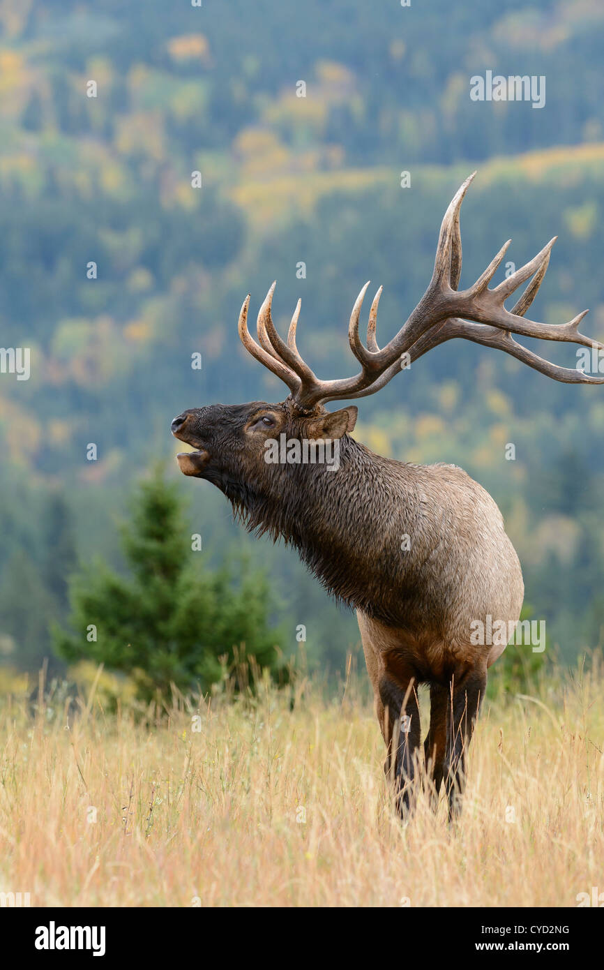Hallten Bull Elk - Cervus Elaphus - Northern Rockies Stockfoto