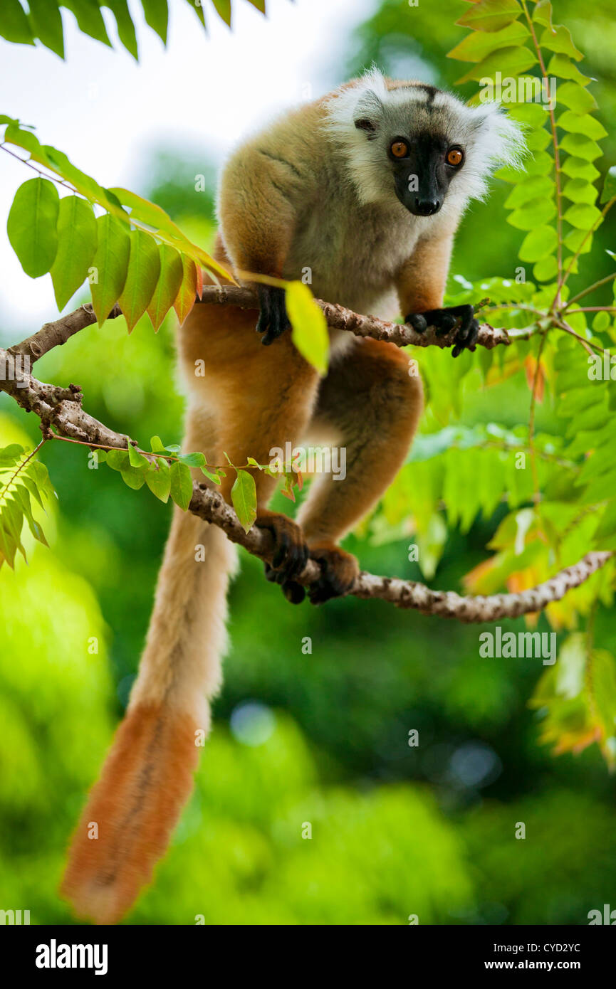 Lemur, Insel Nosy werden, Madagaskar Stockfoto