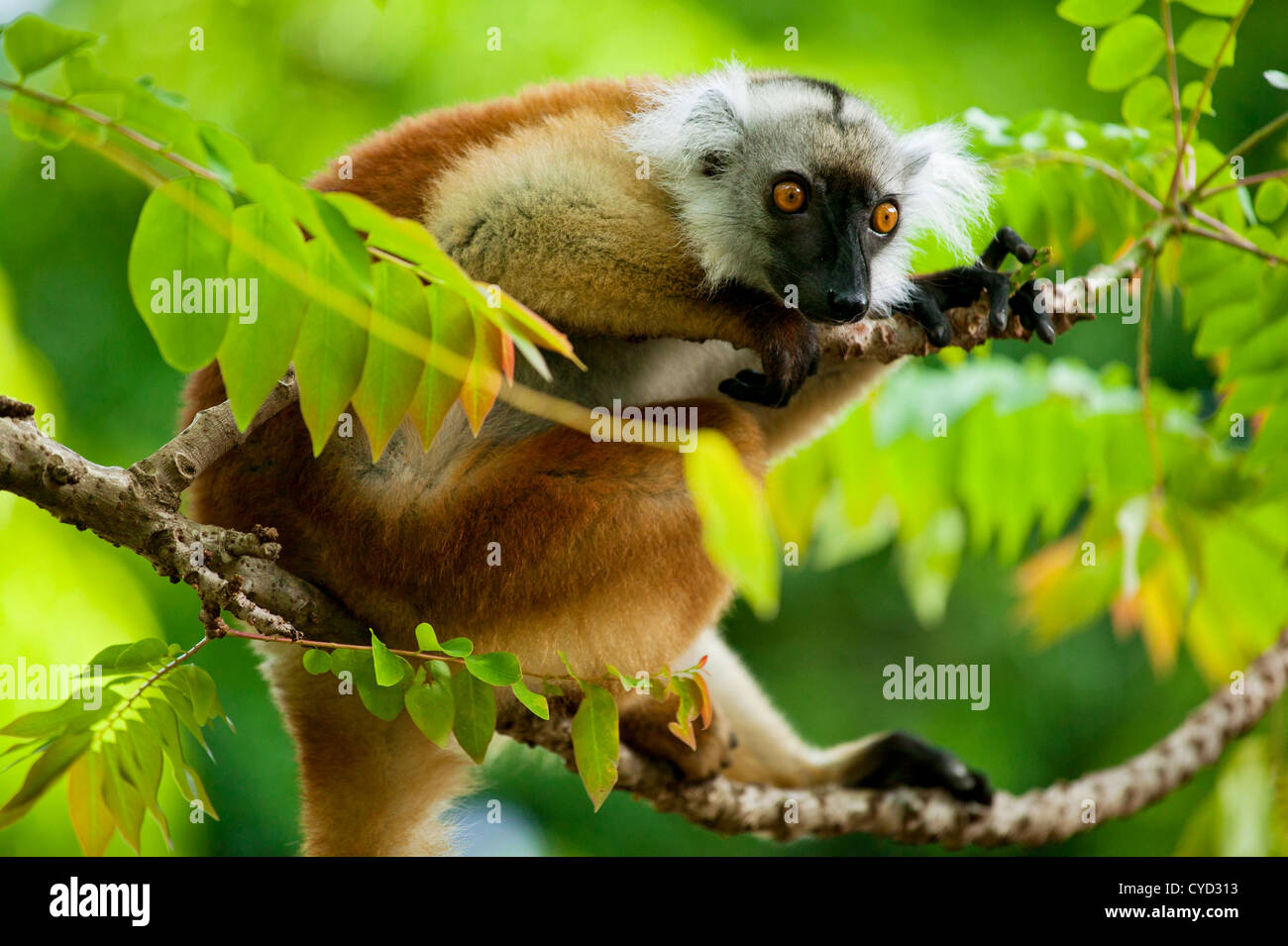 Lemur, Insel Nosy werden, Madagaskar Stockfoto