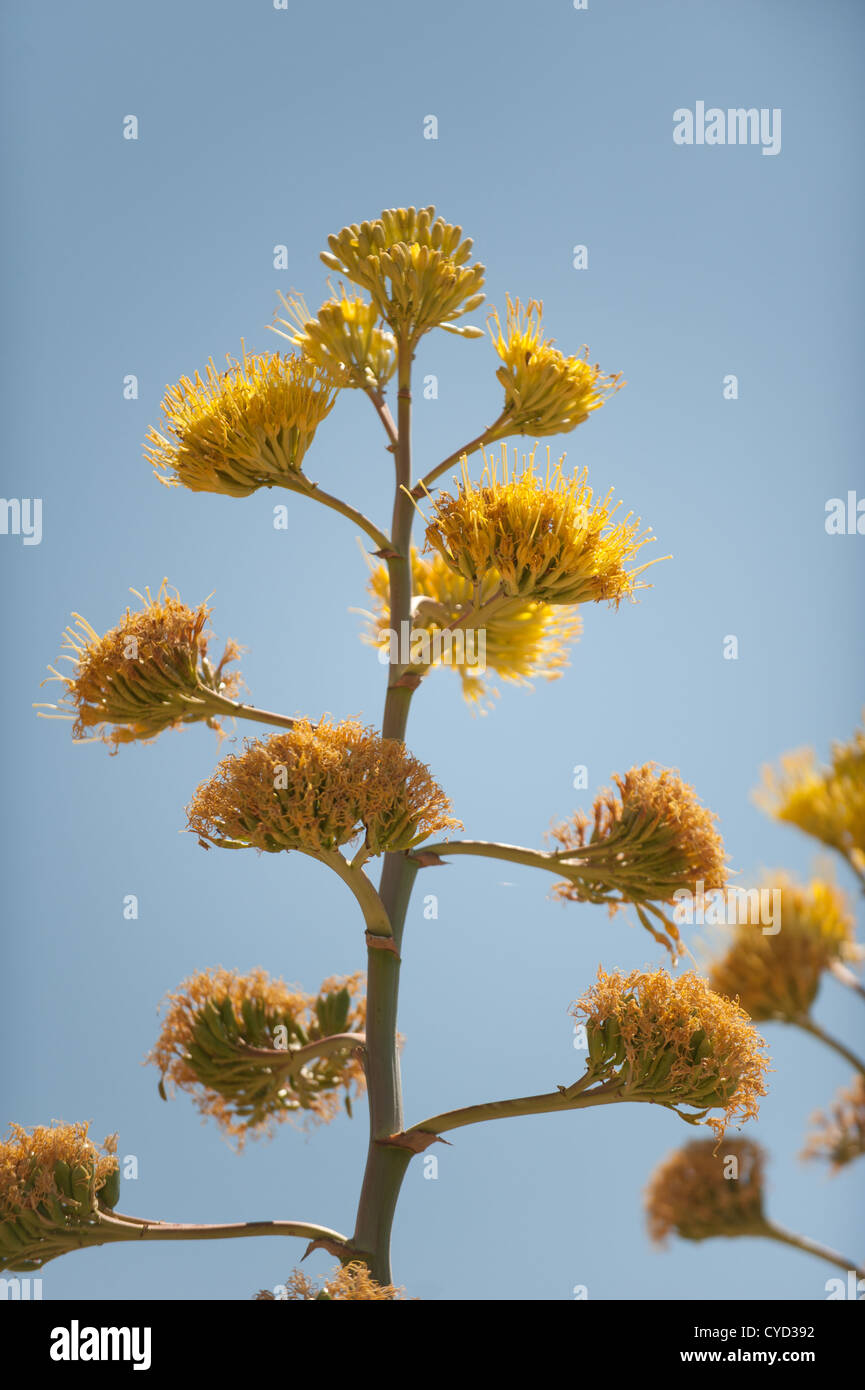 Eine Agave Blte, bekannt als ein "Jahrhundert-Werk" in Arizona  Stockfotografie - Alamy