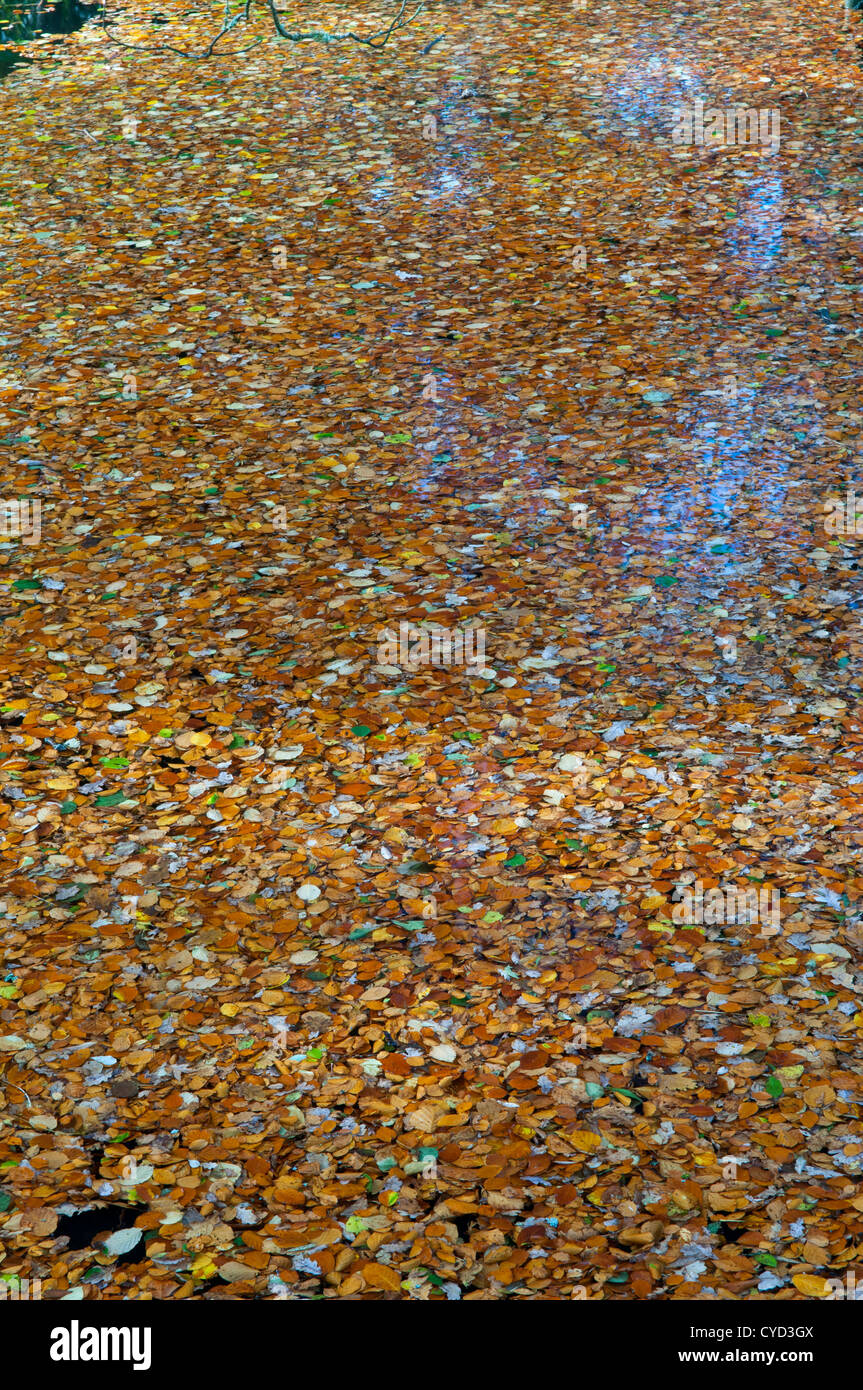 Buche (Fagus Sylvatica) Blätter auf der Oberfläche des Flusses im Herbst. Stockfoto