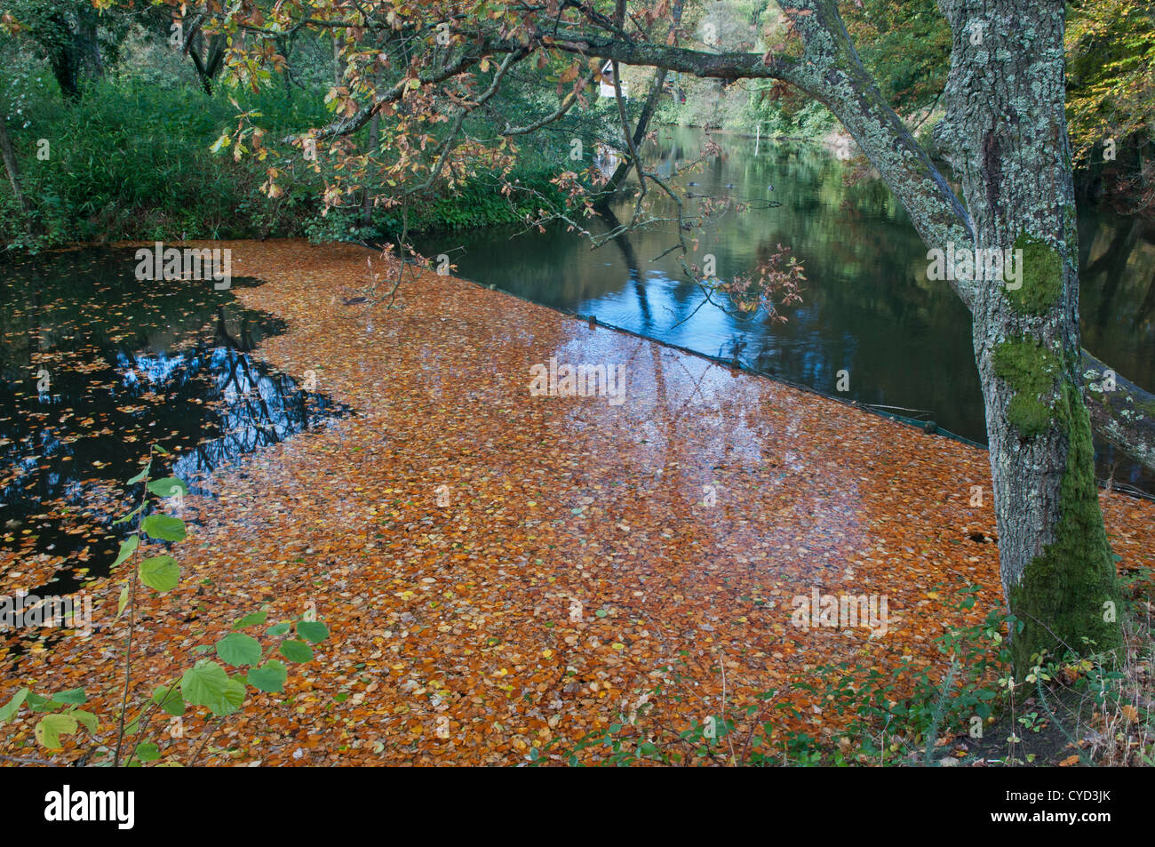 Blätter der Buche (Fagus Sylvatica) gefangen im Staudamm am Fluss im Herbst. Stockfoto