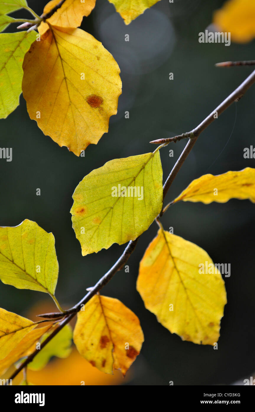 Buche (Fagus Sylvatica) Blätter im Herbst. Stockfoto