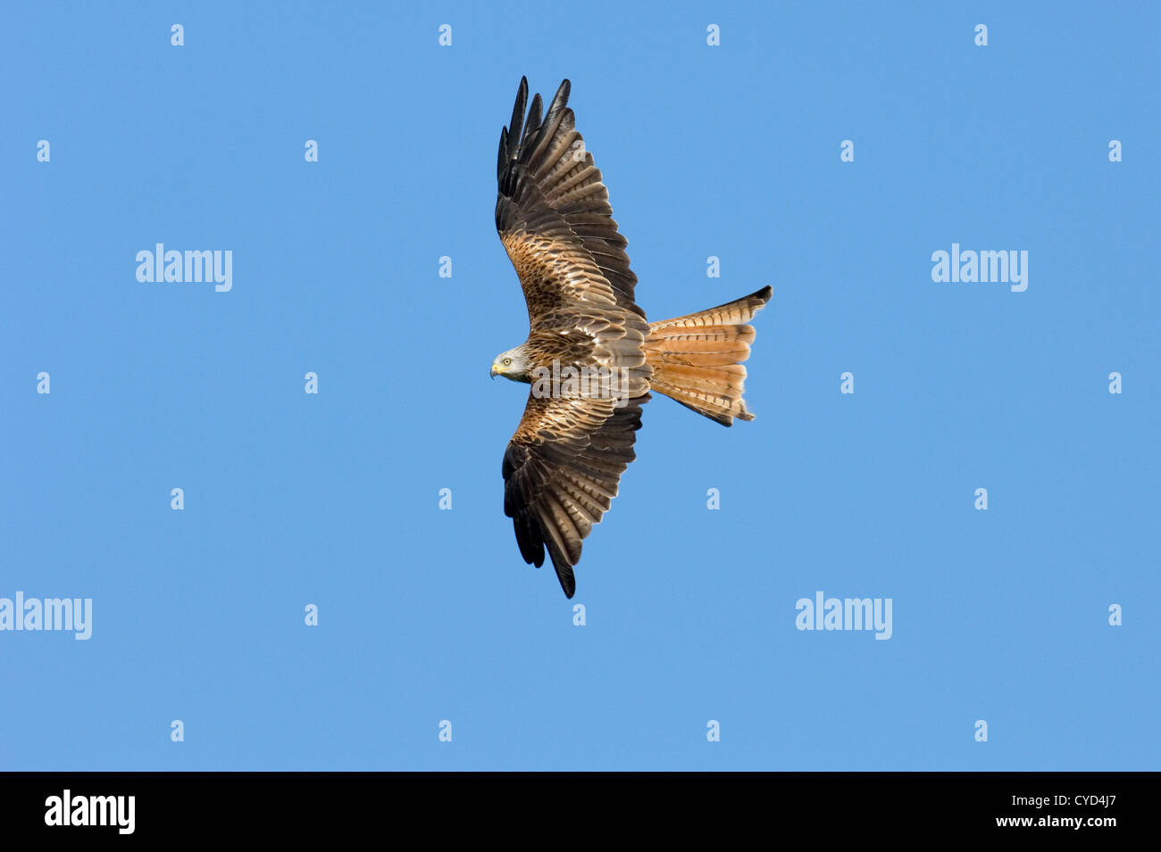 Rotmilan (Milvus Milvus) fliegen Stockfoto