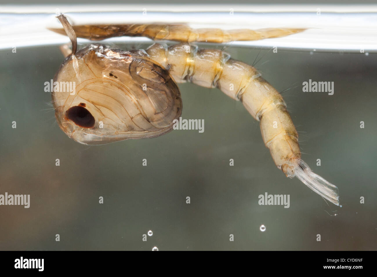Mücke-Puppe im Wasser, Culex Pipiens (die gemeinsame Haus Mücke) Stockfoto