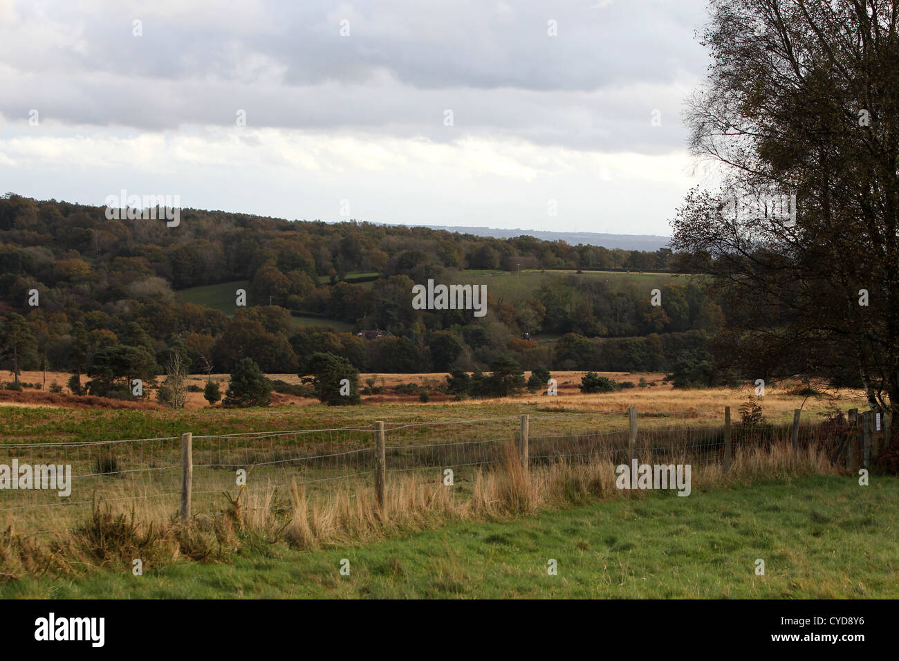 Allgemeine Ansichten von Ashdown Forest, Sussex, UK. Stockfoto