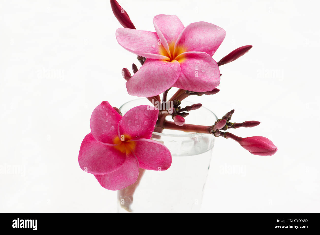 Nahaufnahme von rosa Frangipani (Plumeria Rubra) auf weißem Hintergrund Stockfoto