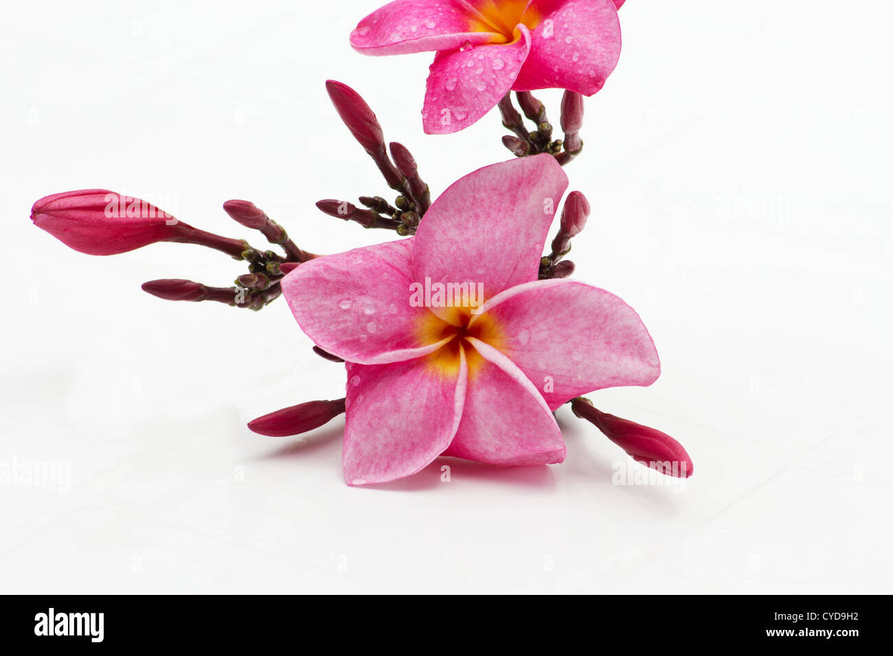 Nahaufnahme von rosa Frangipani (Plumeria Rubra) auf weißem Hintergrund Stockfoto