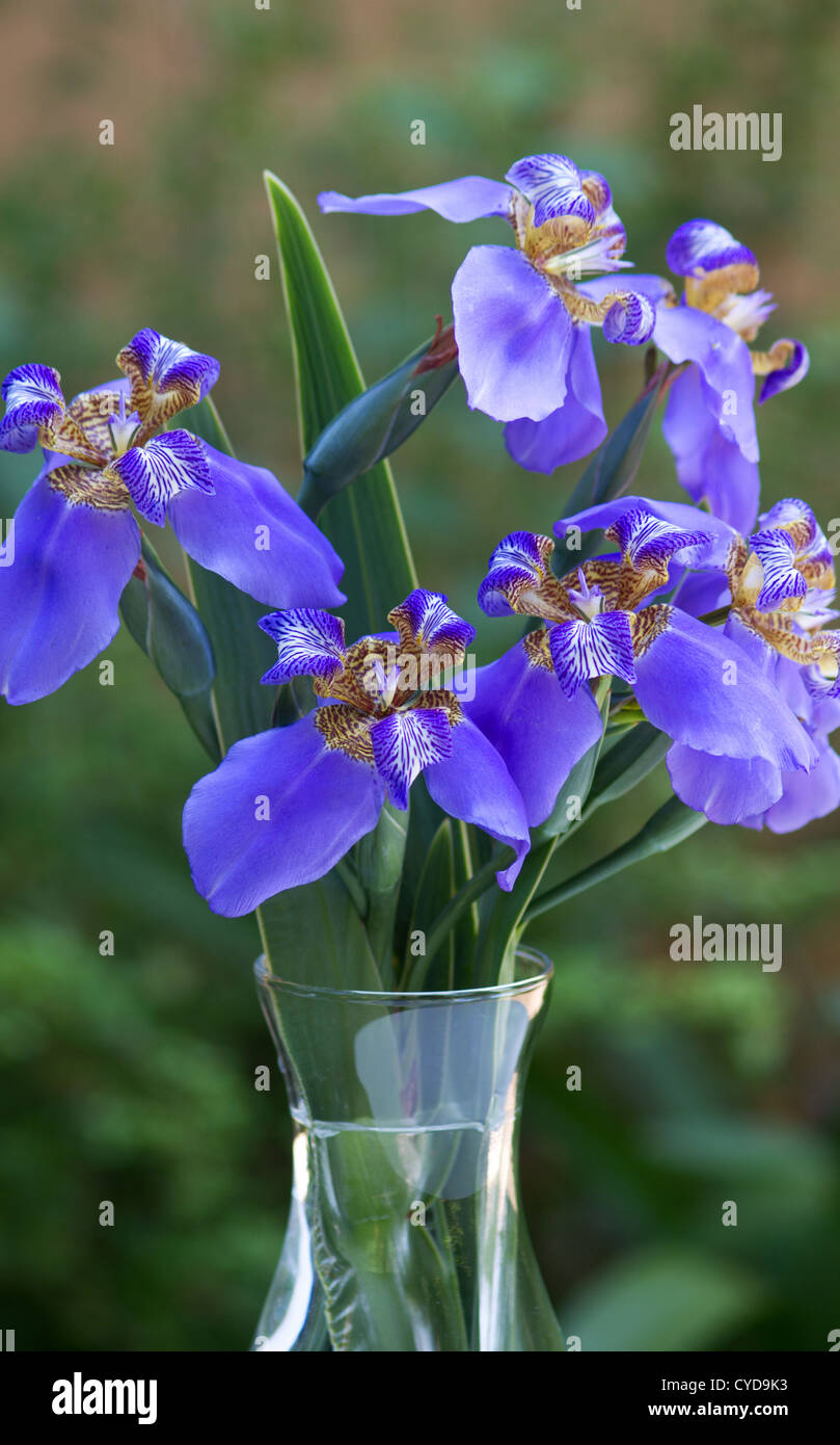 Blaue Iris Stecklinge in einer vase Stockfoto