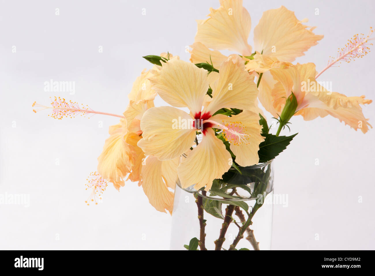 Pfirsich farbigen Hibiskus in Vase auf weißem Hintergrund Stockfoto