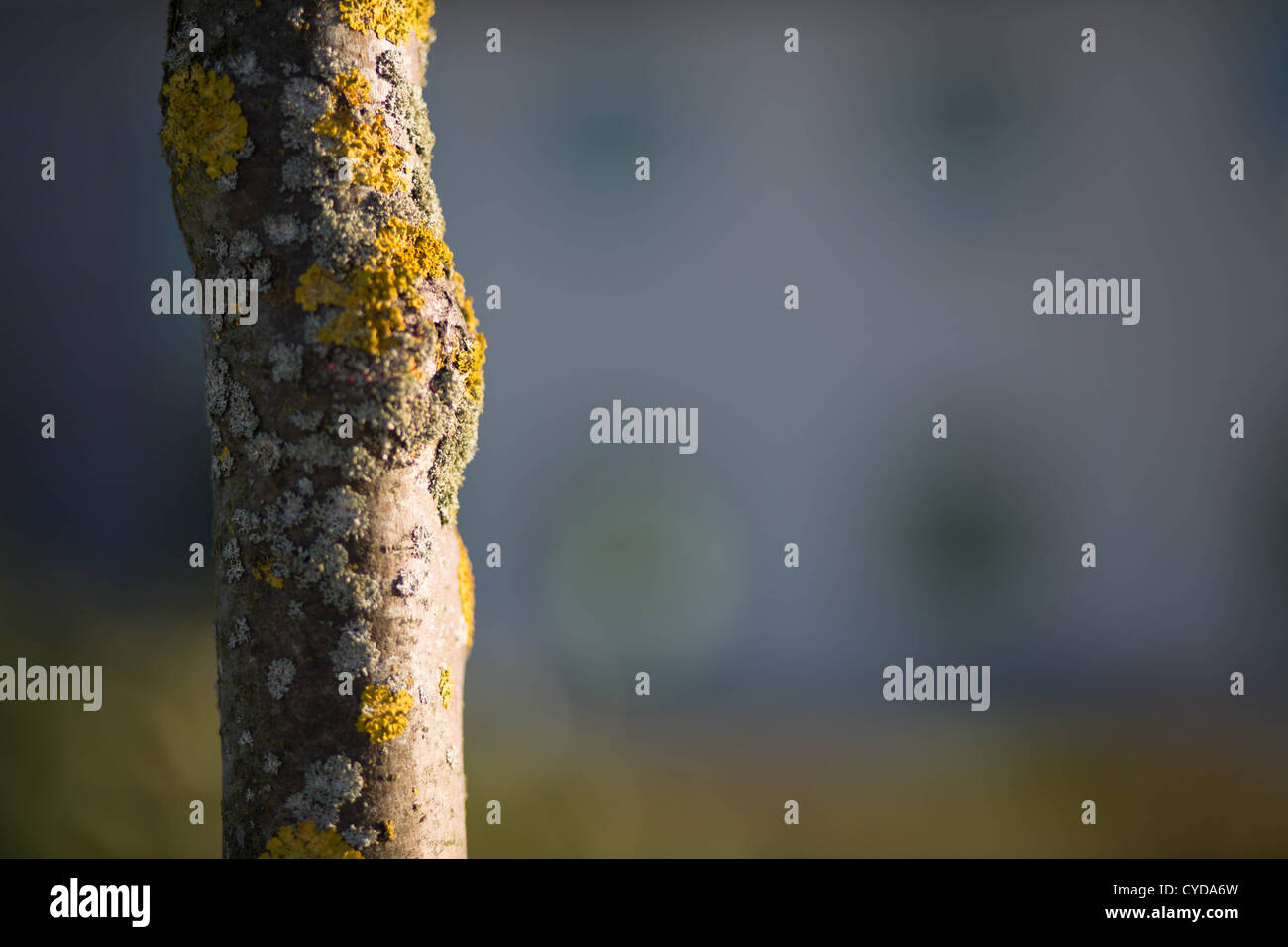 Baum mit Fokus-Hintergrund Stockfoto