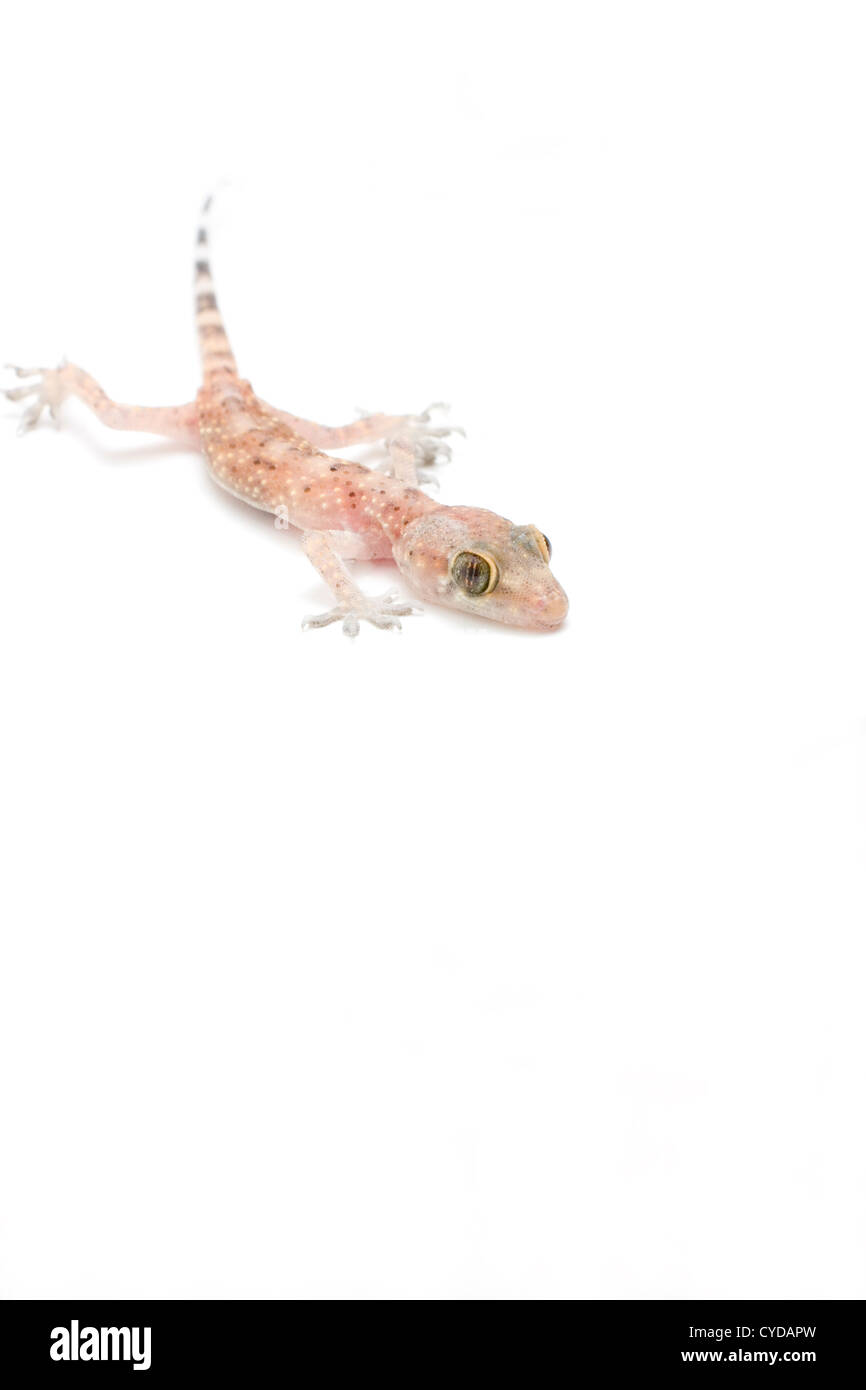 Baby-Gecko - begrenzte Tiefe Wandern Stockfoto