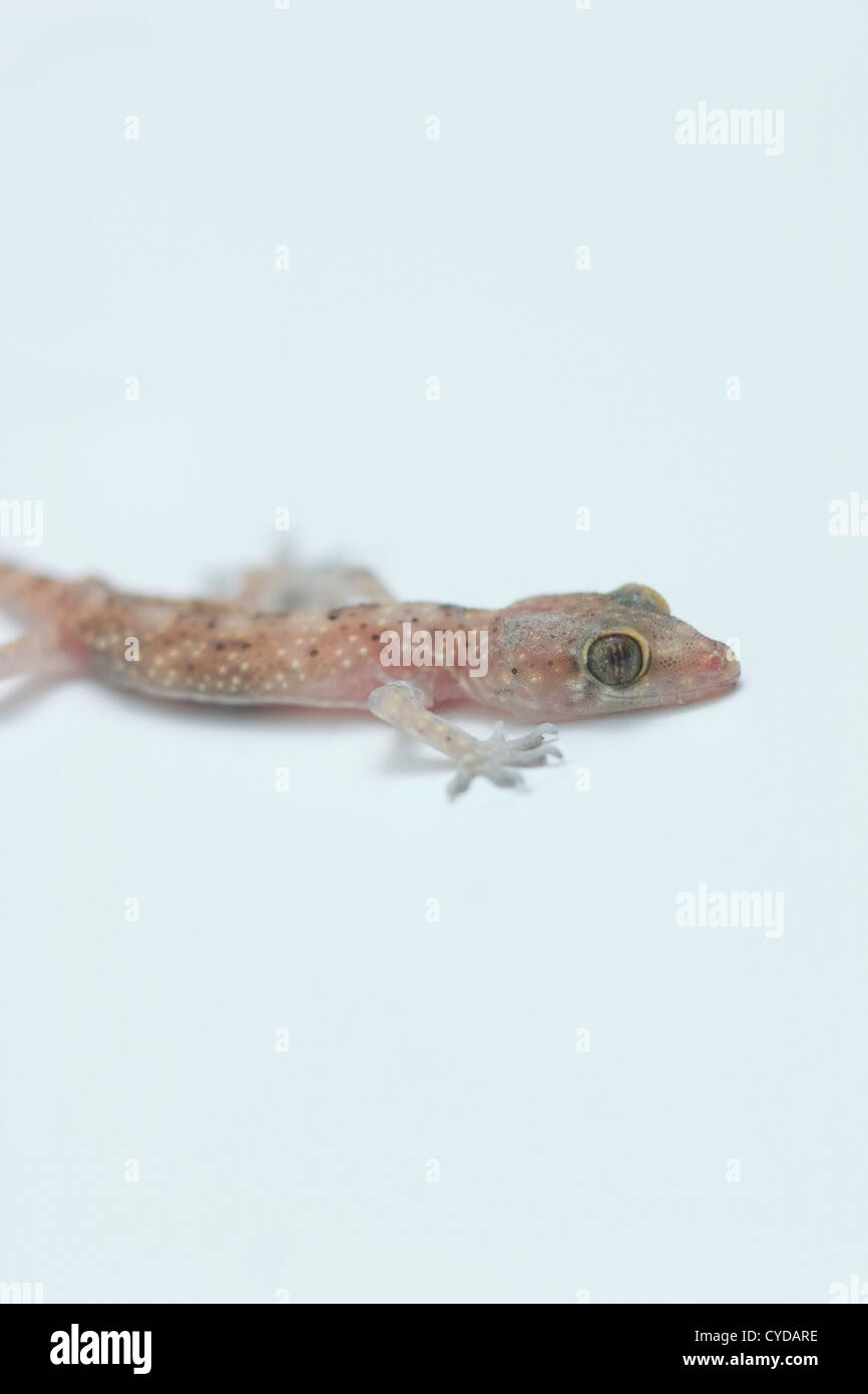 Crawling Baby-Gecko Stockfoto