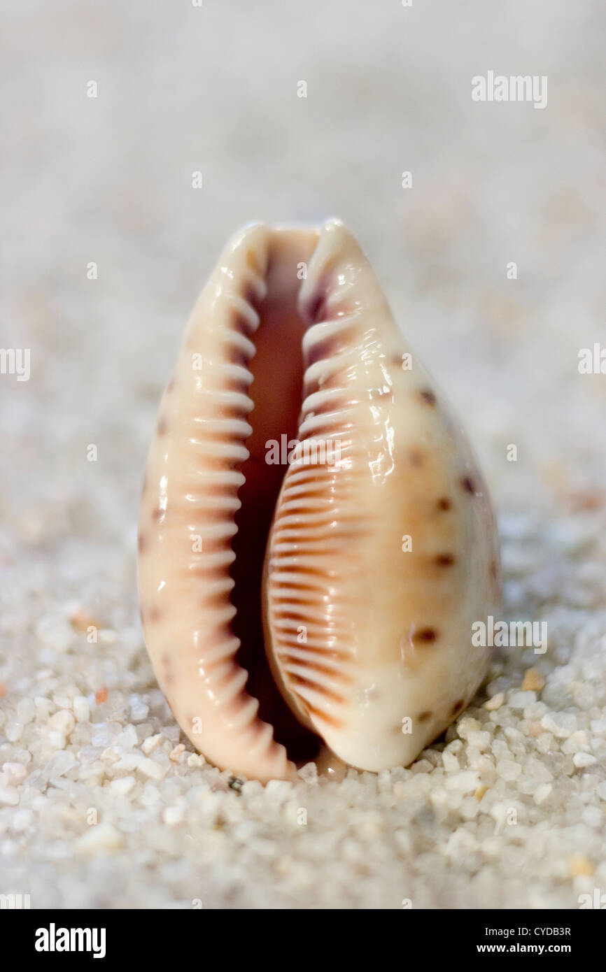 Cypraeidae Seashell auf Sand Stockfoto