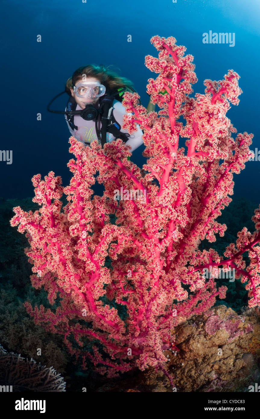 Taucher erkunden ein Korallenriff bestehend aus einem brillanten Weichkorallen. Stockfoto