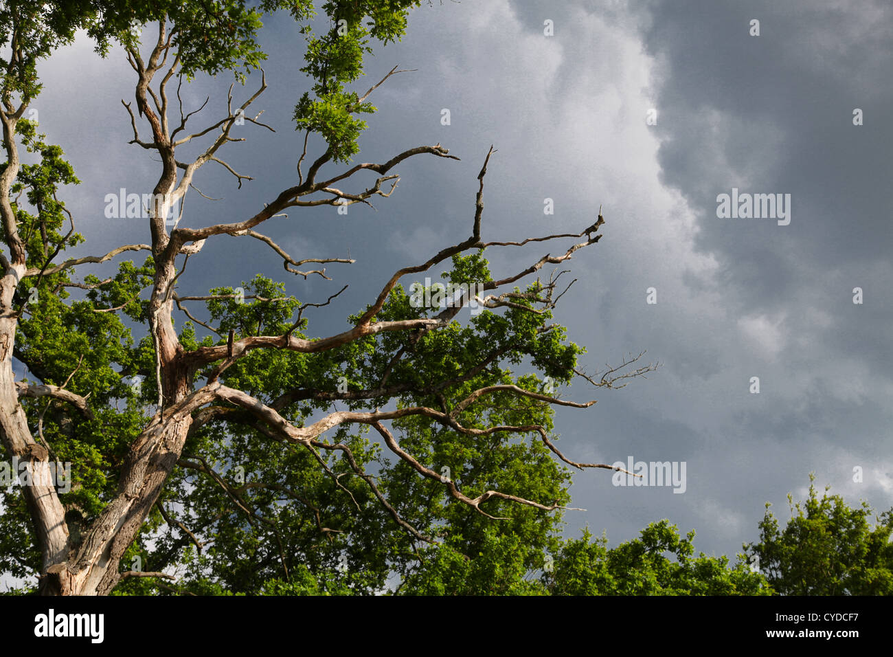 Eiche unter Gewitterhimmel Stockfoto