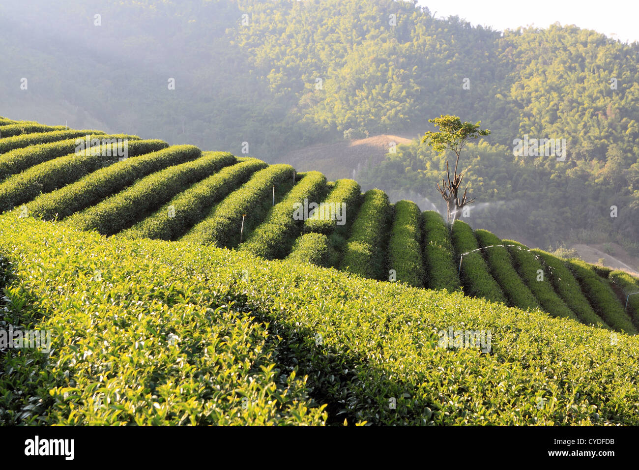 Teeplantage, Norden von thailand Stockfoto