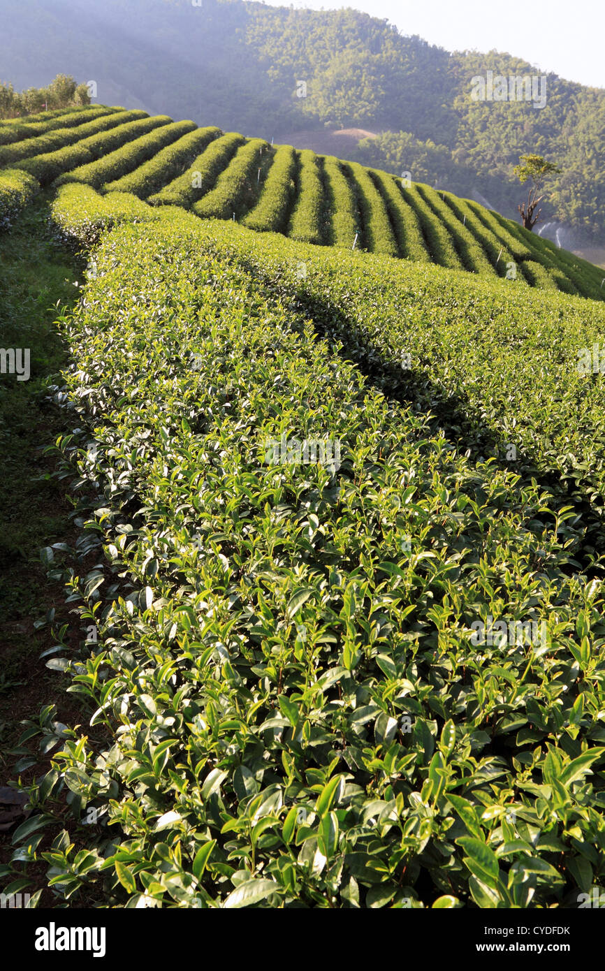 Teeplantage, Norden von thailand Stockfoto