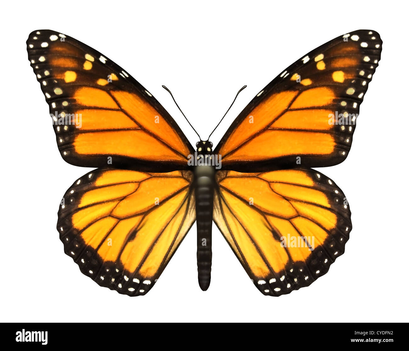 Monarch-Schmetterling mit offenen Flügeln in der Draufsicht als eine fliegende wandernde Insekten Schmetterlinge, die Sommer und die Schönheit der Natur darstellt. Stockfoto