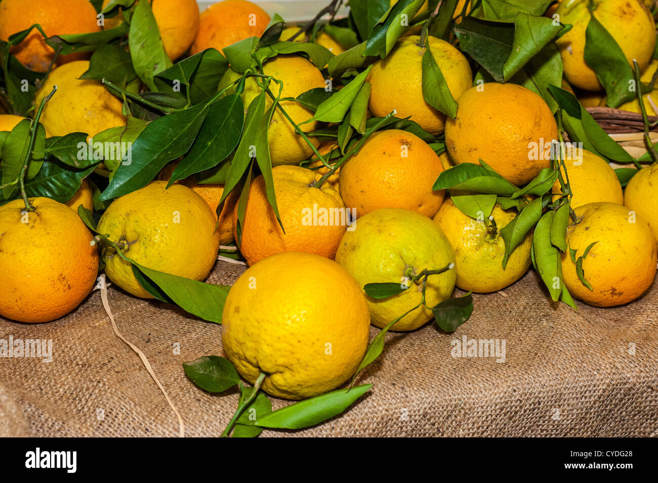 Europa Italien Apulien Gutshof Lago D'Anice - Castellaneta Marina (TA) Bio-Orangen Stockfoto