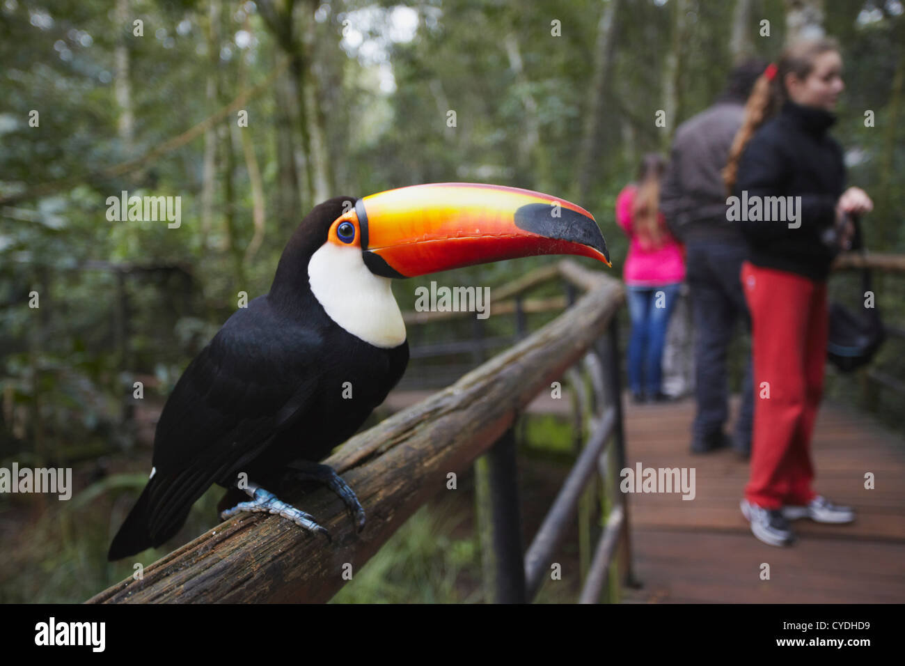 Riesentukan (gemeinsame Toucan) im Parque Das Aves (Vogelpark), Iguacu, Parana, Brasilien Stockfoto