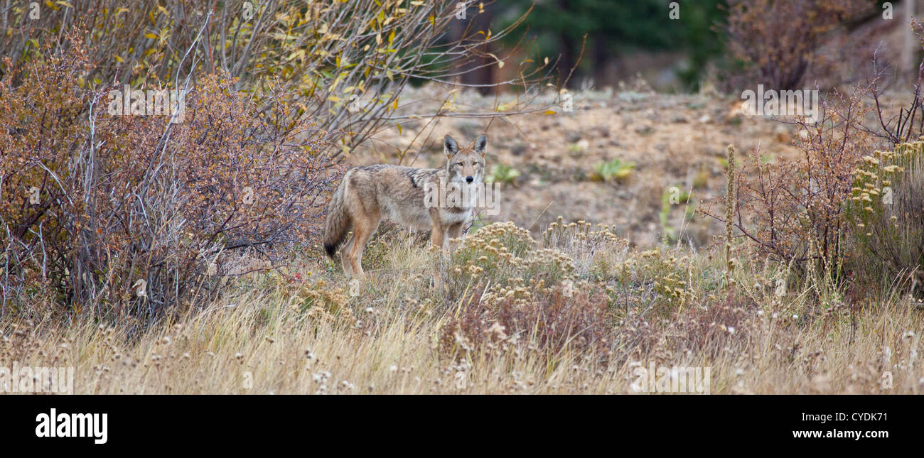 Ein Kojote sieht in der Ferne, auf der Suche nach Beute. Estes Park, Colorado Stockfoto