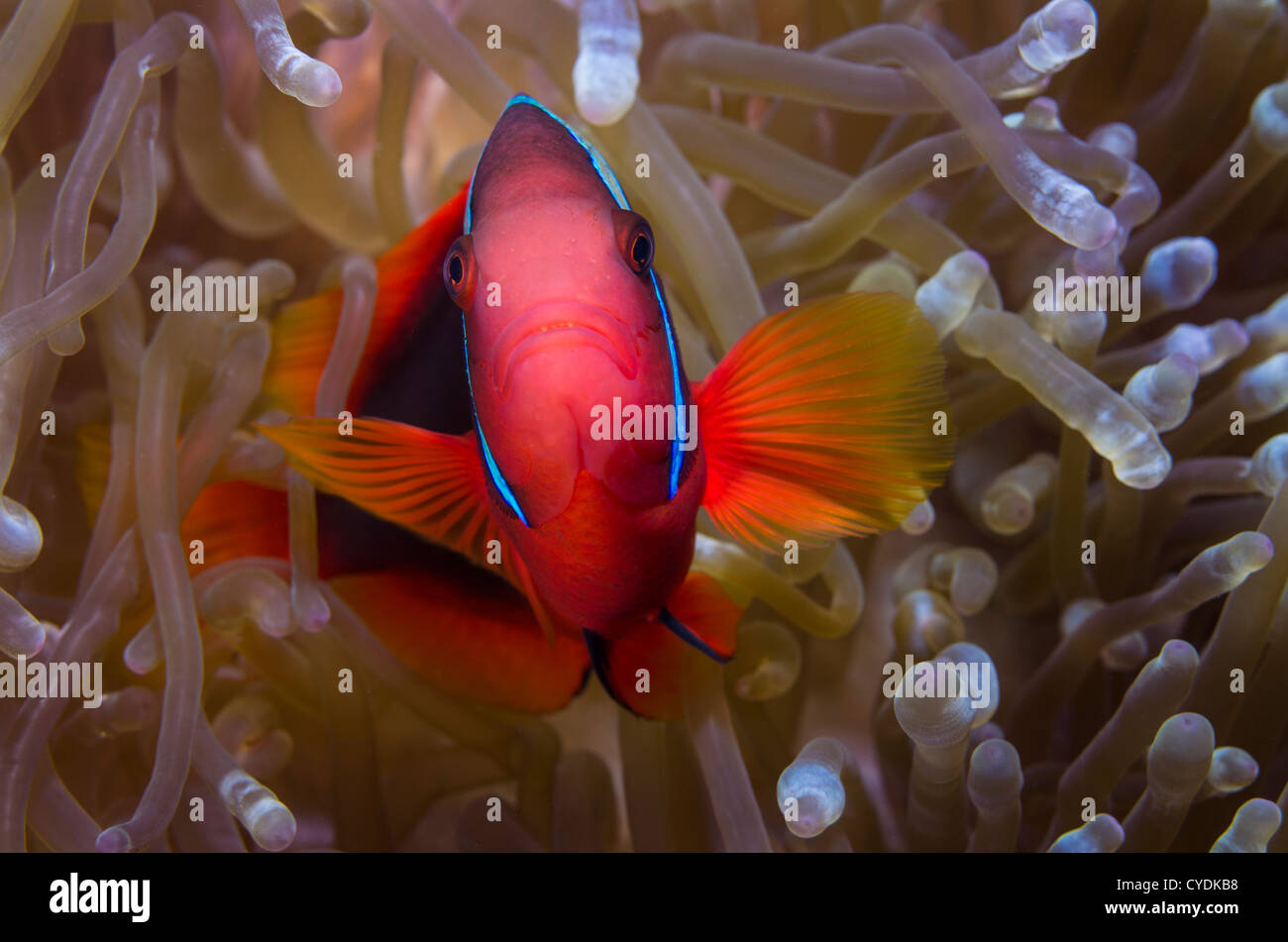 Anemonenfisch, Cape Maeda, Okinawa, Japan Stockfoto