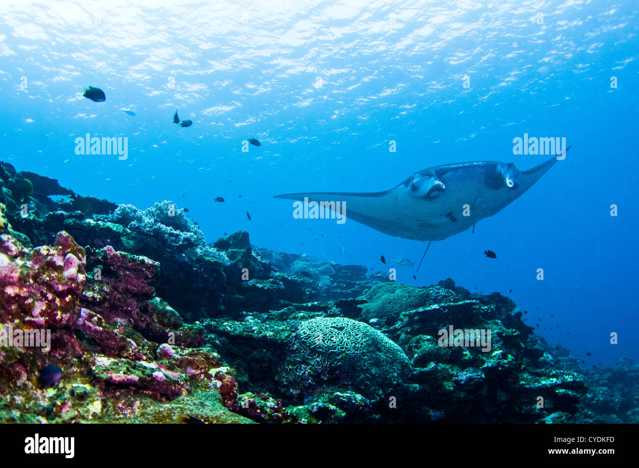 Manta Ray Kreuzfahrten über das Korallenriff in "Manta Scramble" Kabira Bay vor der Küste von Ishigaki Insel, Okinawa, Japan. Stockfoto