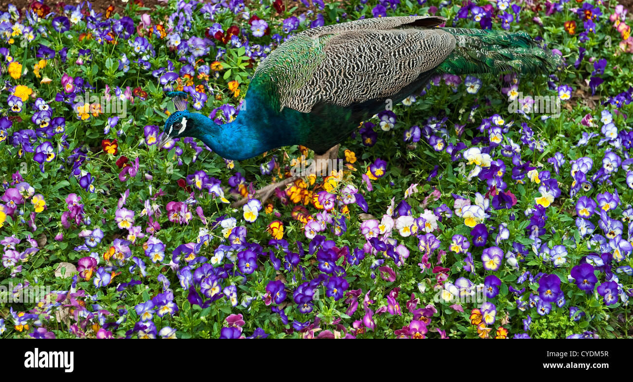 Ein Pfau, der durch ein Blumenbett voller Stiefmütterchen in den San Anton Gärten, Attard, Malta, wandert Stockfoto