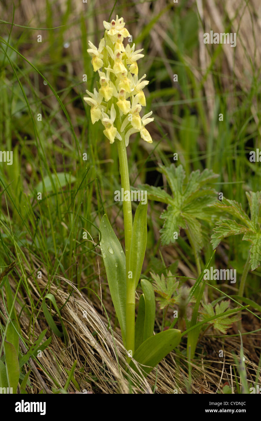 Orchidee, alpinen Wildblumen, Nationalpark Hohe Tauern, Österreich  Stockfotografie - Alamy