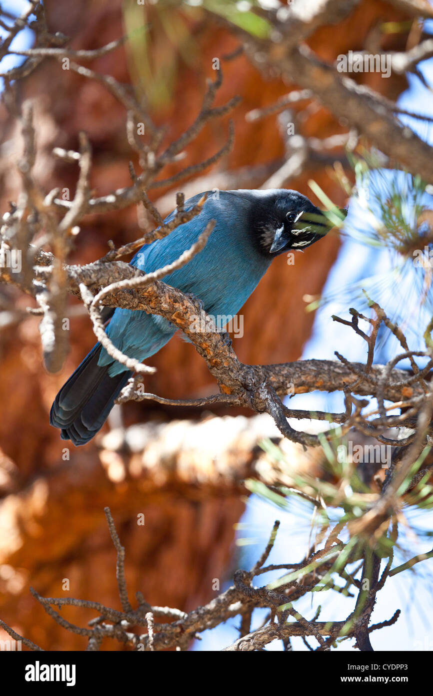 Ein Blue Jay sitzt in einer Tanne und Umfragen seine Umgebung. Rocky Mountain Nationalpark, Colorado Stockfoto