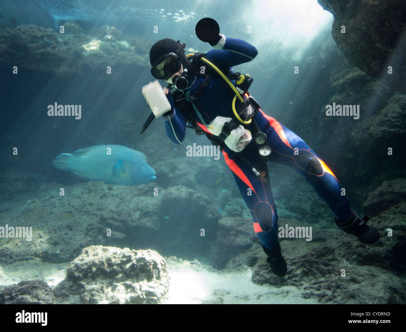 Taucher, die Reinigung des Glases des Tanks bei Churaumi Aquarium in Okinawa Japan Stockfoto