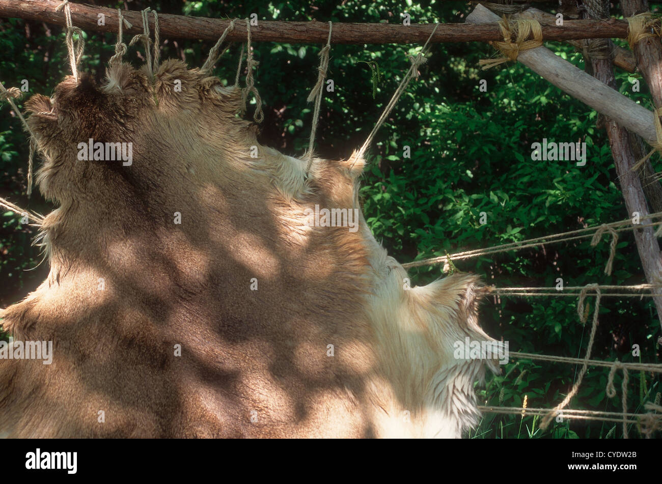 Detail der Hirsche für die Trocknung und Schaben gestreckt verbergen, Heritage Hill, Green Bay, Wisconsin. Foto Stockfoto