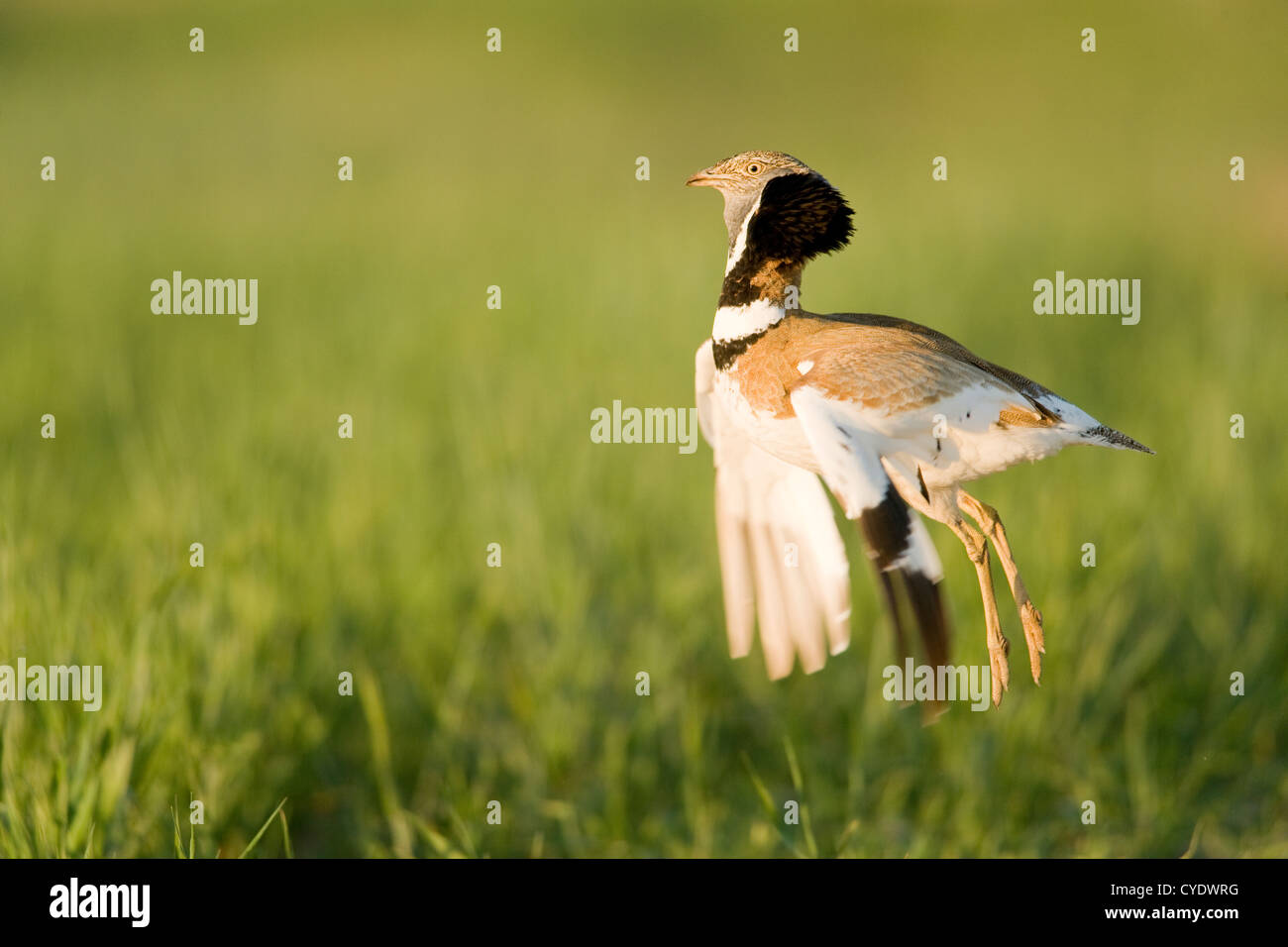 Wenig Trappe (Tetrax Tetrax) männlich springen, um die Aufmerksamkeit des Weibchens. Lleida Secans (Trockengebiete) Stockfoto