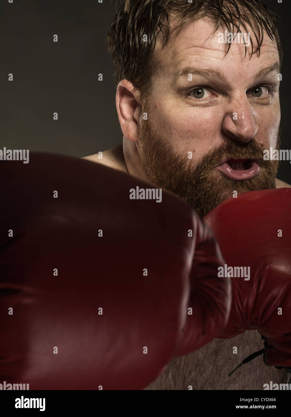 Schwergewichts-Boxer mit roten Handschuhen und Bart Stockfoto