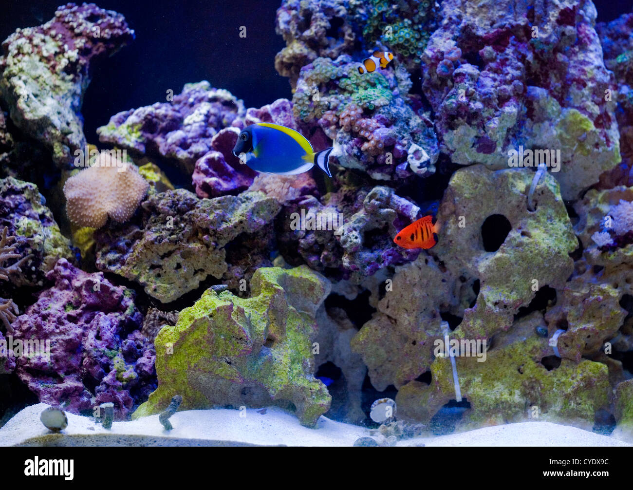 Marine Fish Tank Meerwasseraquarium Stockfoto