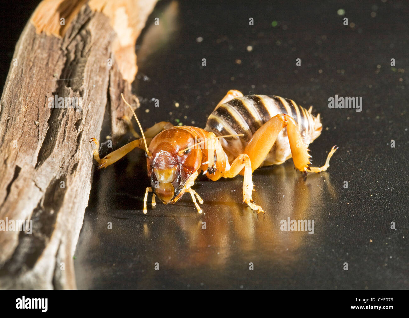 Ein Jerusalem Cricket, auch bekannt als eine Kartoffel-bug Stockfoto