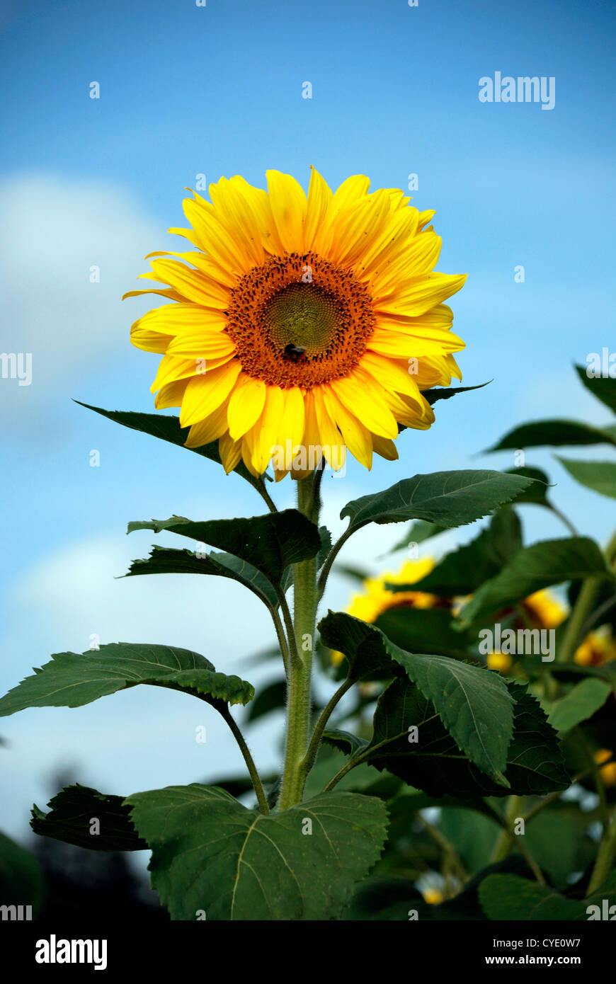 Sonnenblume an einem Sommertag in Bayern - Helianthus Annuus. Stockfoto